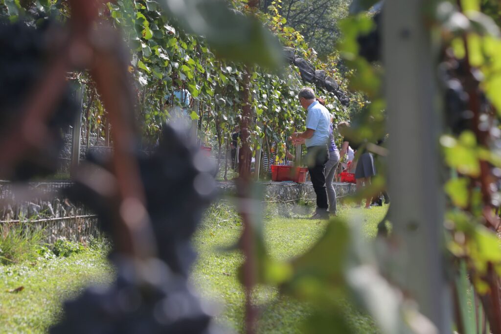 Grajski vinograd – Castle Vineyard, foto Miha Mally
