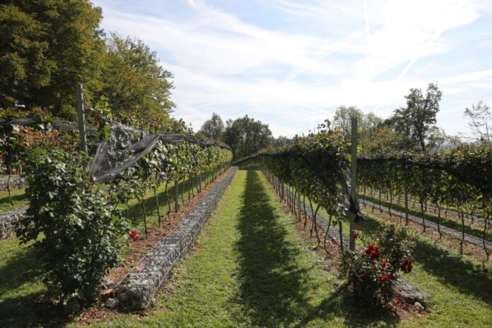 Grajski vinograd - Castle Vineyard, foto Miha Mally
