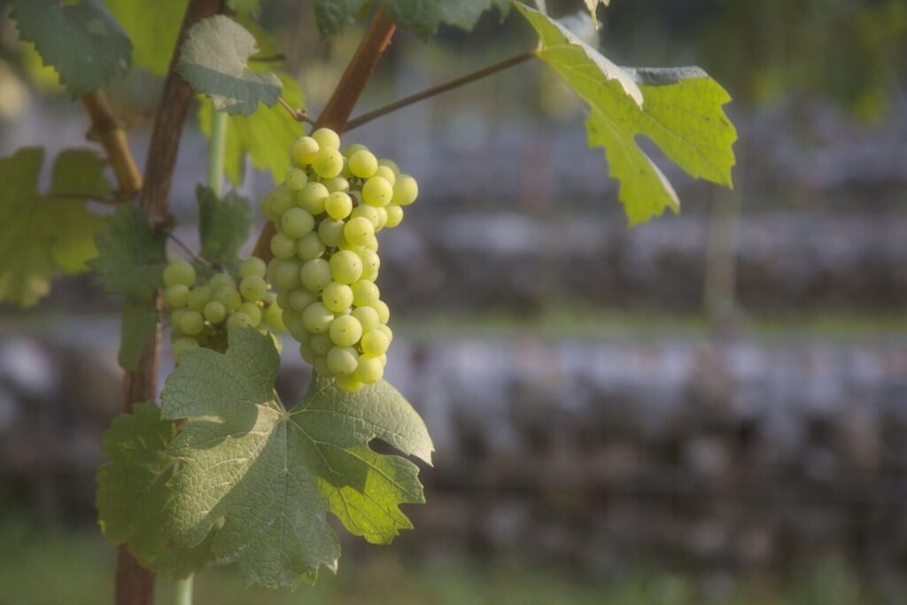 Grajski vinograd – Castle Vineyard, foto Miha Mally